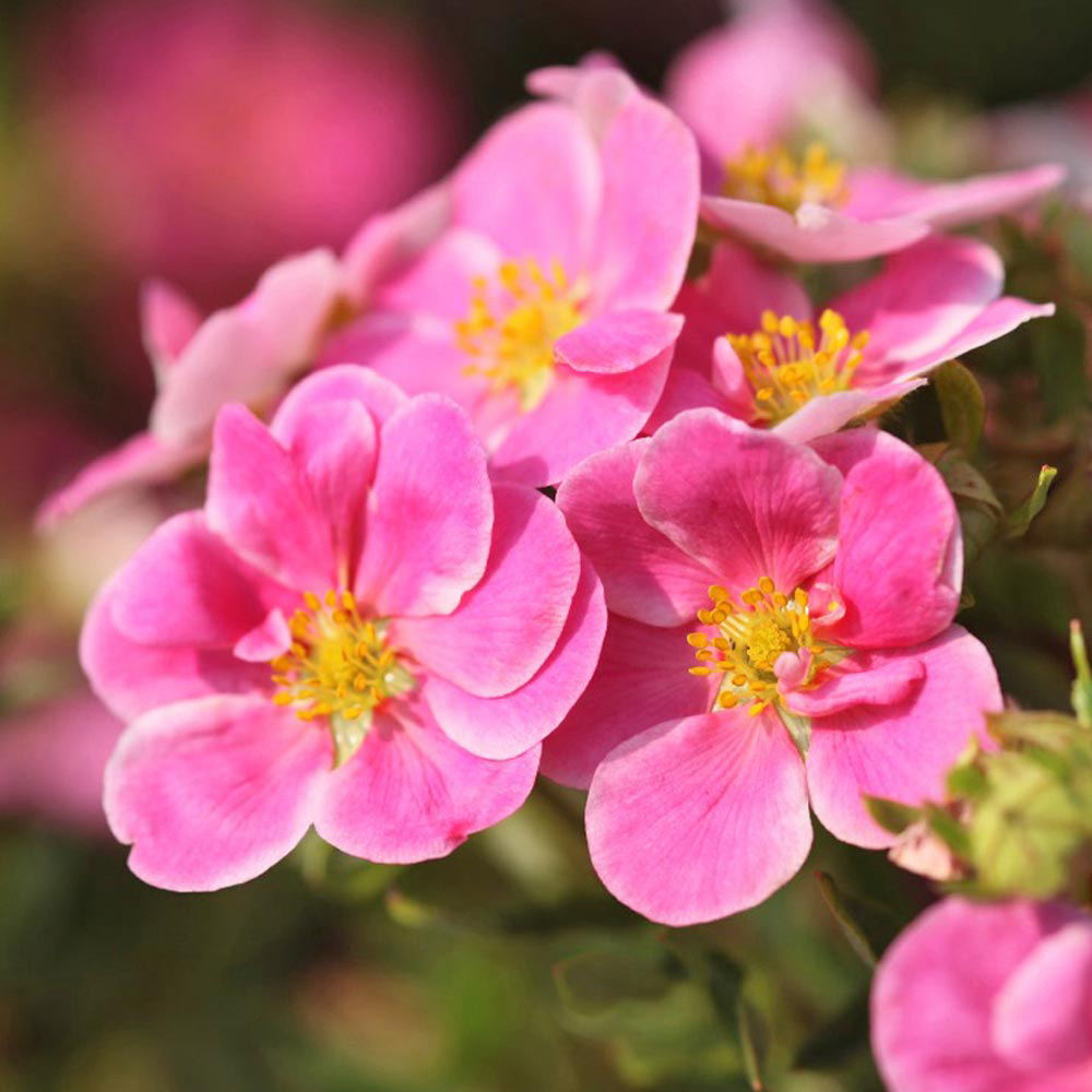 Potentilla fruticosa 'Pink Paradise'