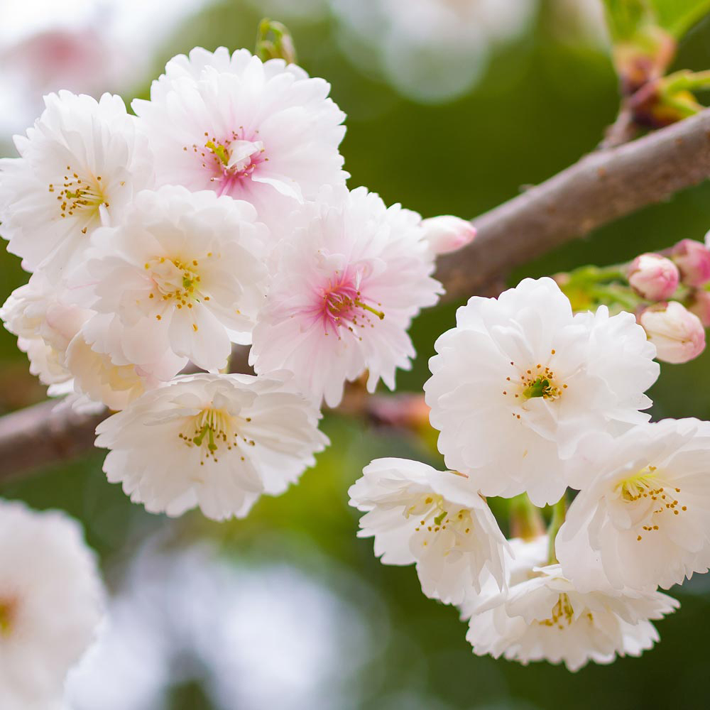 Prunus glandulosa 'Alba Plena'