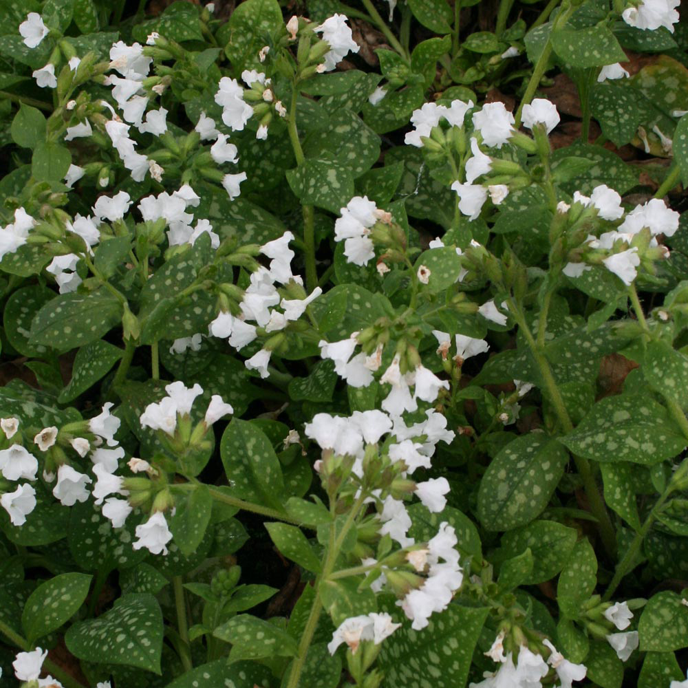 Pulmonaria 'Sissinghurst White'