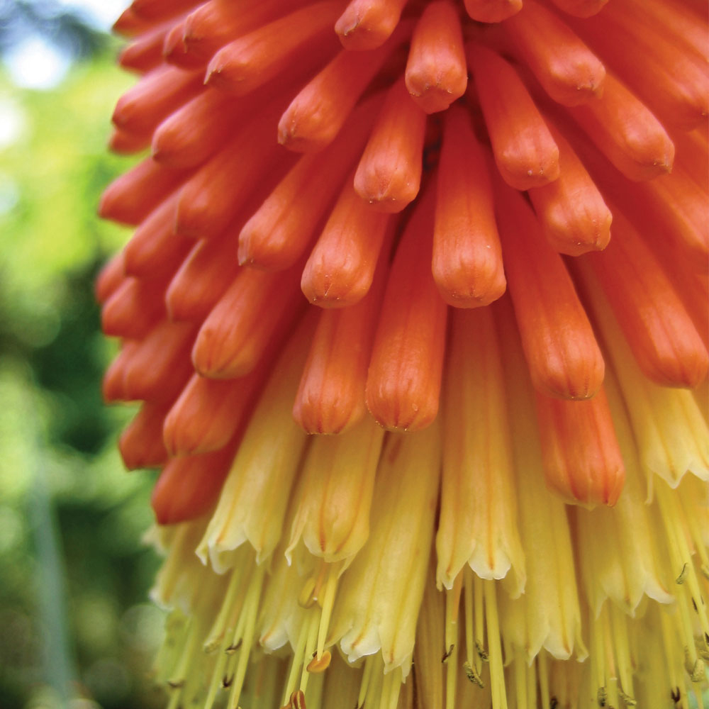 Red Hot Poker 'Fire Dance'