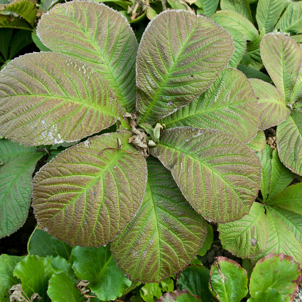 Rodgersia aesculifolia