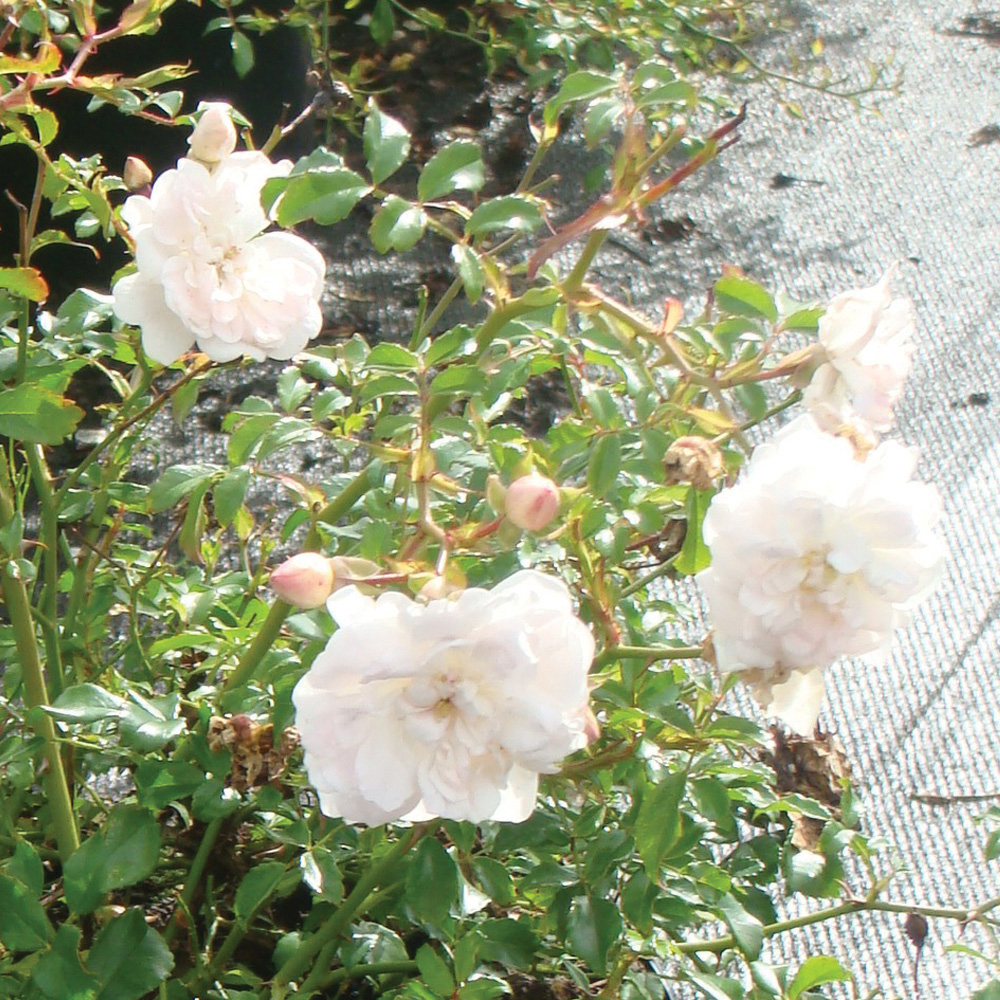 Rose 'White Fairy' (Polyantha)