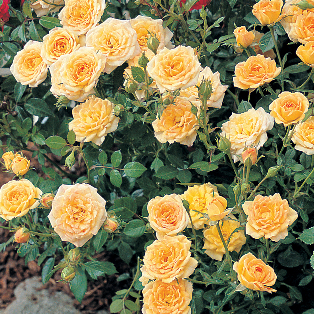 Rose 'Yellow Fairy' (Shrub Rose)