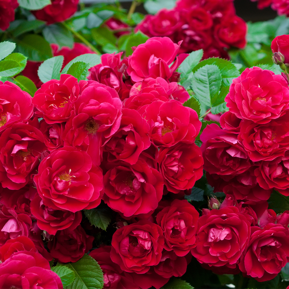 Rose 'Red Fairy' (Polyantha)