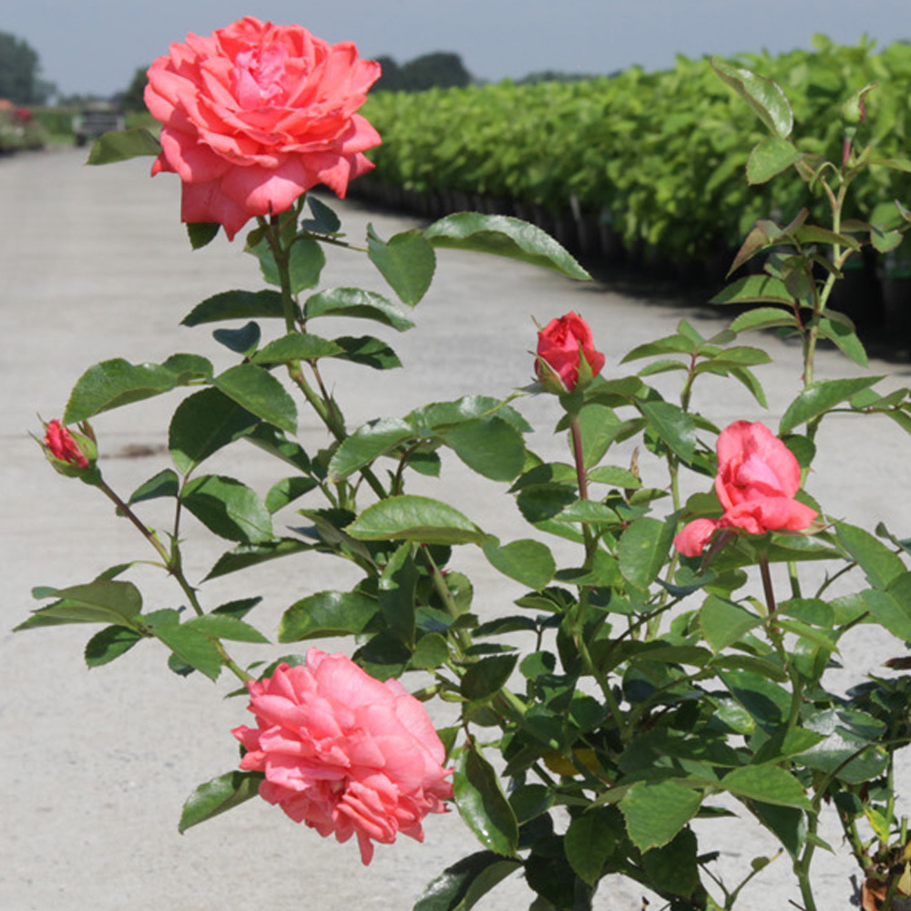 Rose 'Easy Elegance Salmon Impressionist' (Shrub Rose)