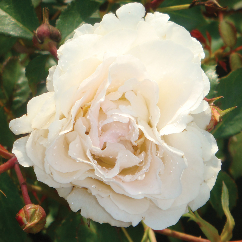 Rose 'Easy Elegance Snowdrift' (Shrub Rose)