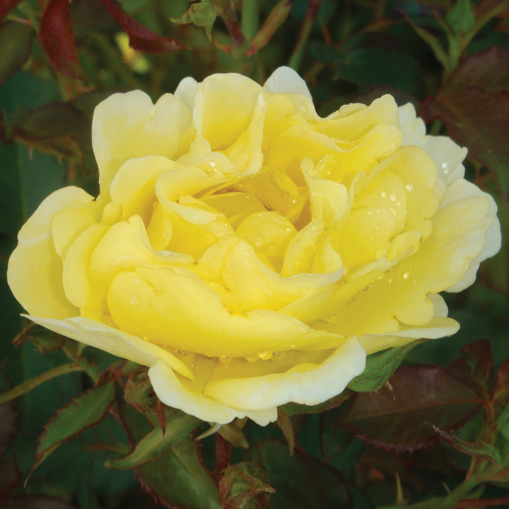Rose 'Easy Elegance Yellow Submarine' (Shrub Rose)