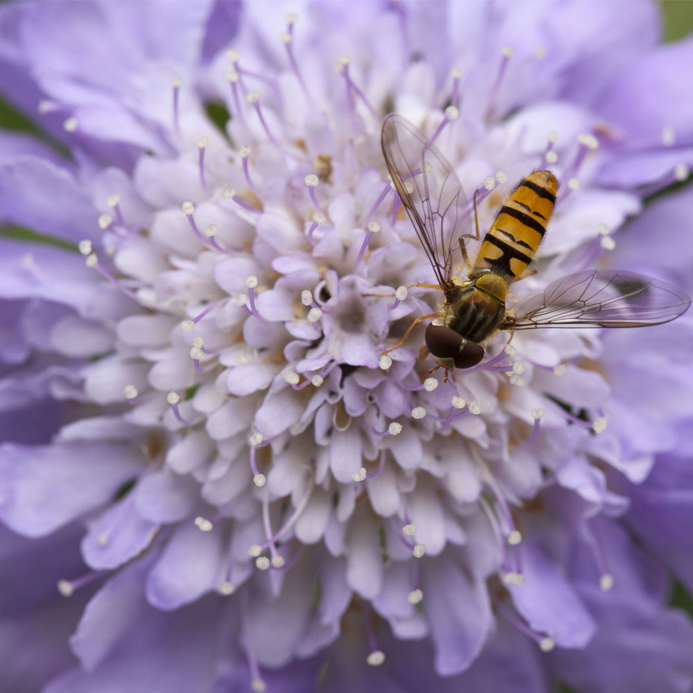 Scabious 'Butterfly Blue'