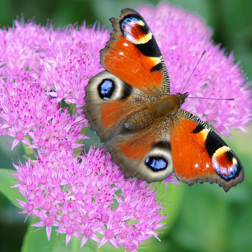 Sedum 'Herbstfreude'