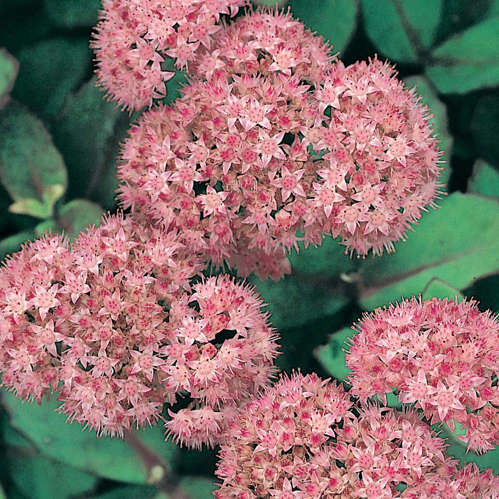 Sedum 'Matrona'