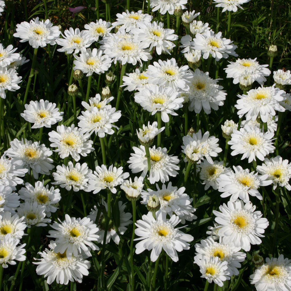 Shasta Daisy 'Fair Lady'