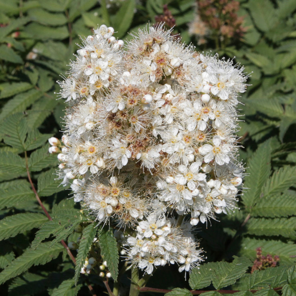 Sorbaria sorbifolia 'Sem'