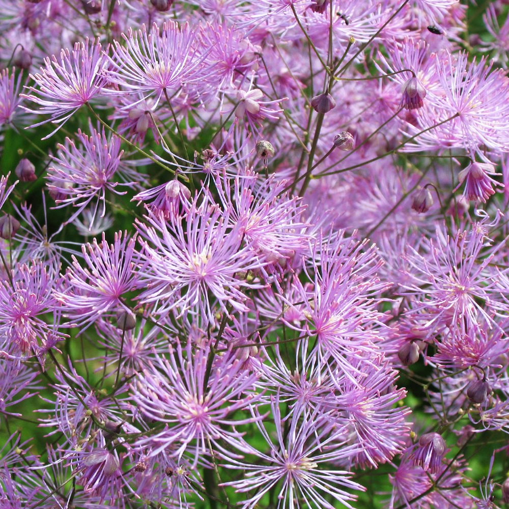 Thalictrum 'Black Stockings'