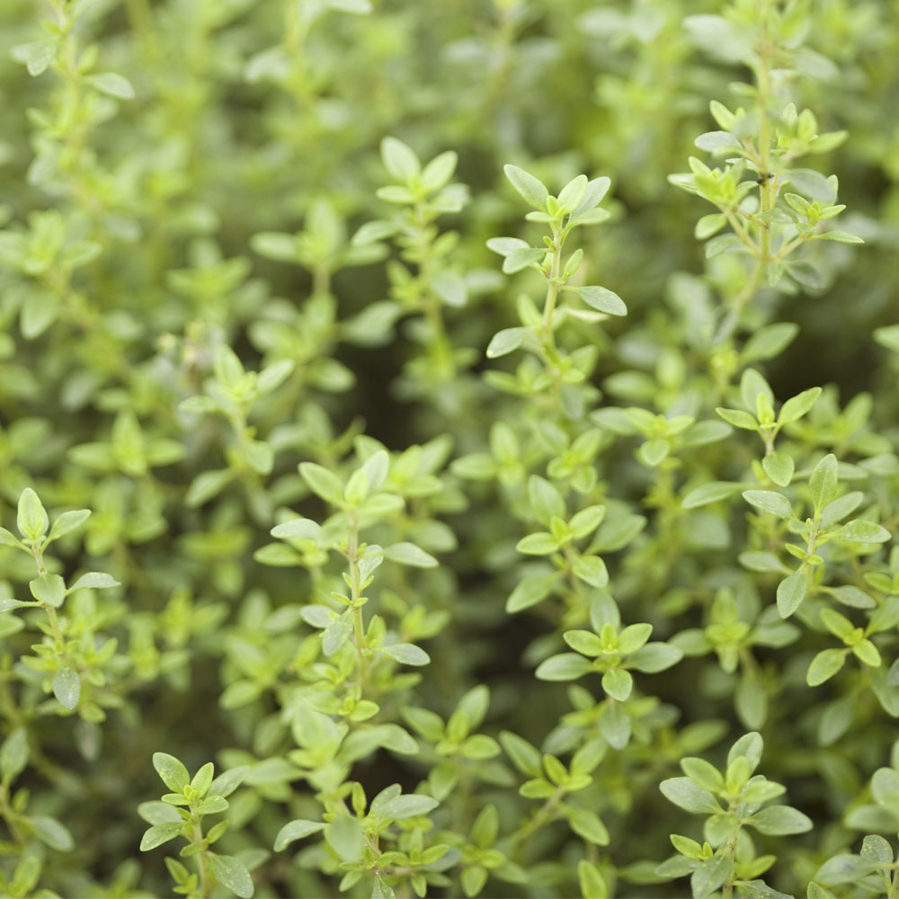 Thyme 'Lemon'