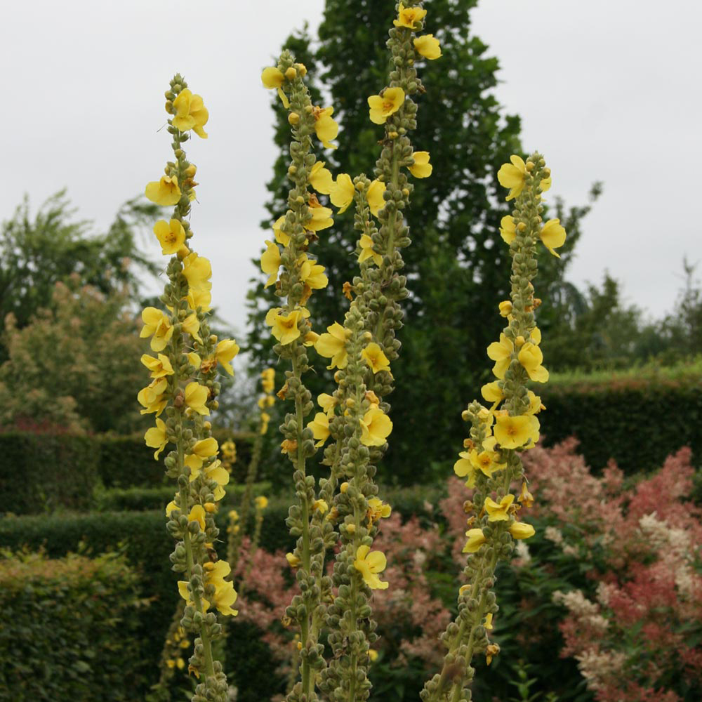 Verbascum olympicum