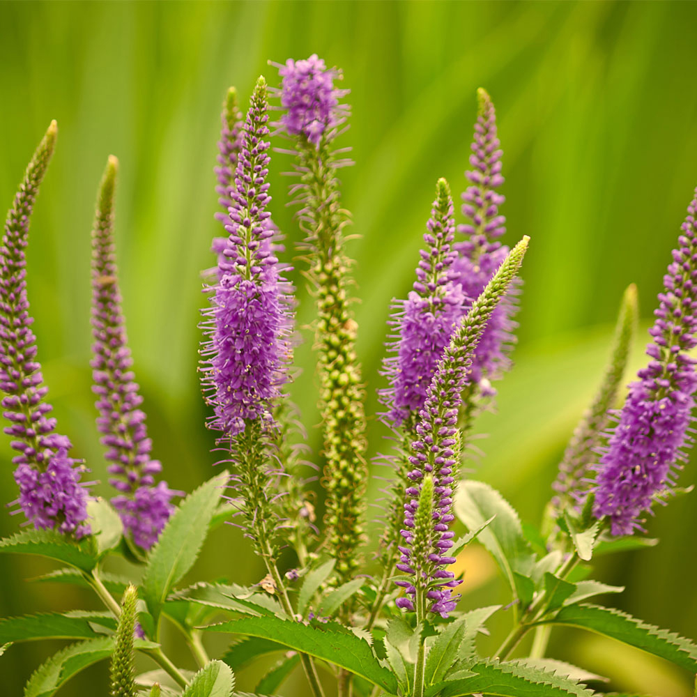 Veronica longifolia 'Candied Candle'