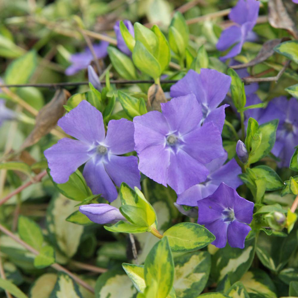 Vinca minor 'Illumination'