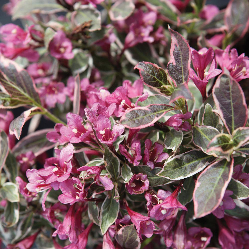 Weigela florida 'Monet'