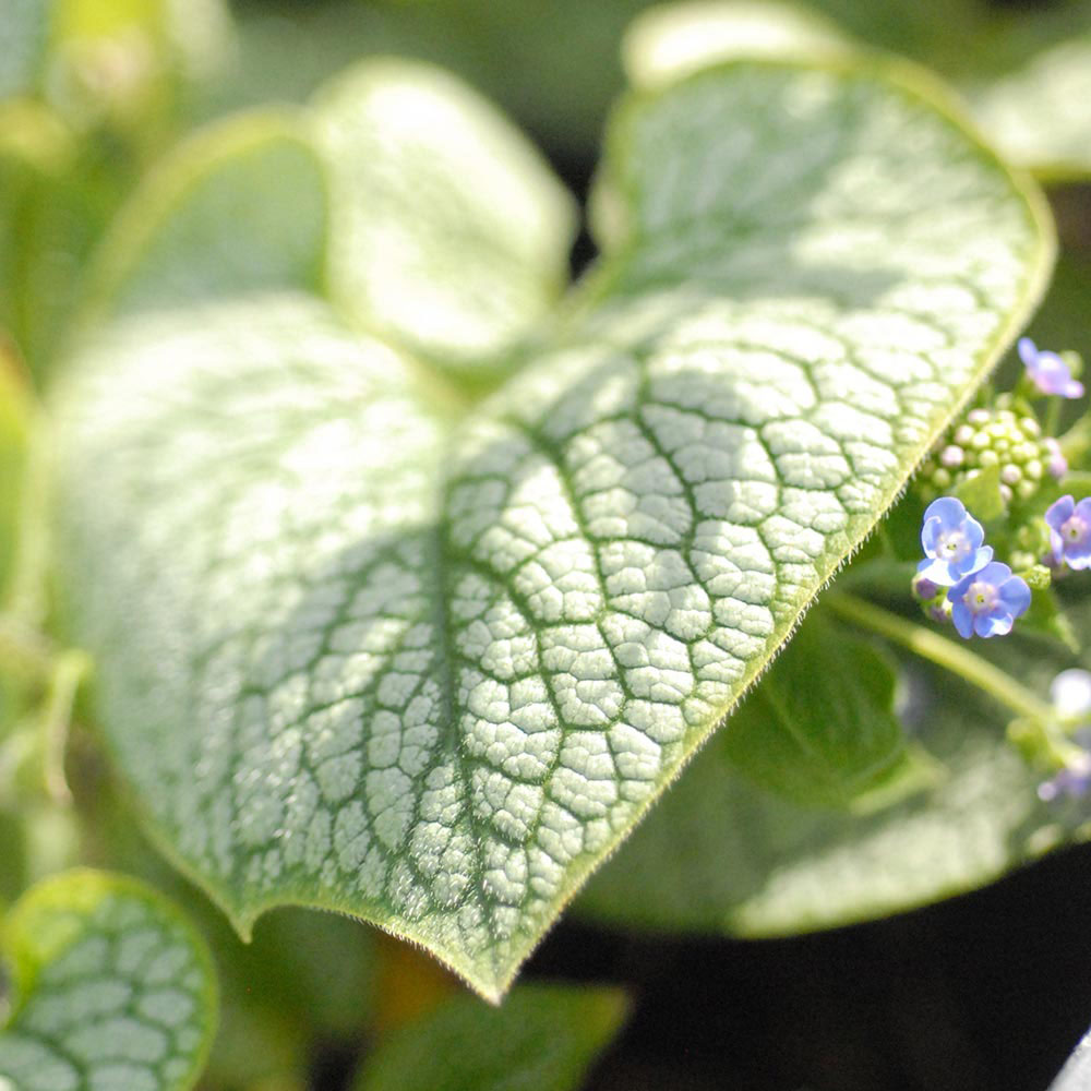 Brunnera 'Sea Heart'