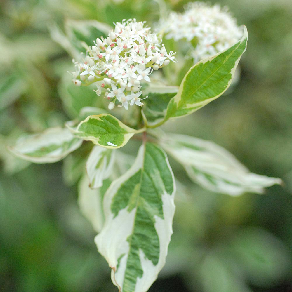 Cornus alba 'Elegantissima'