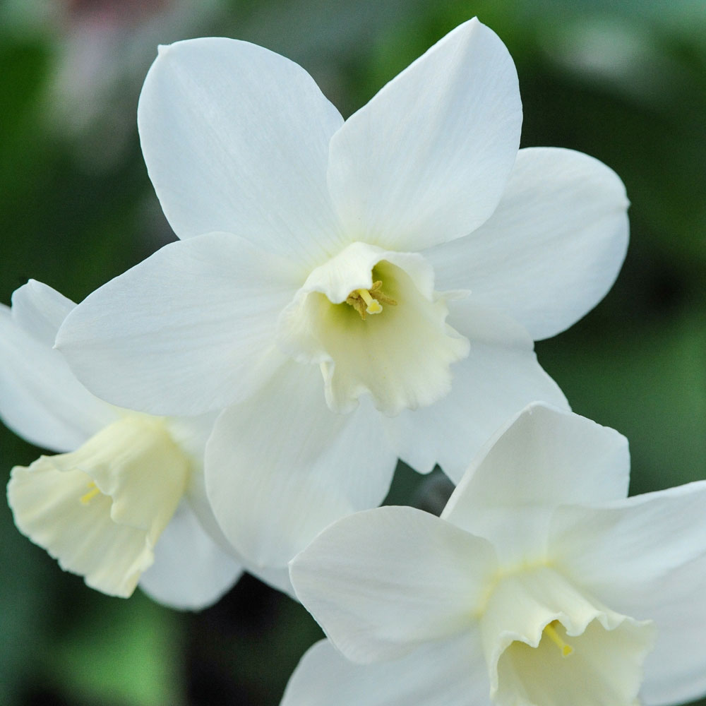 Daffodil 'Topolino'
