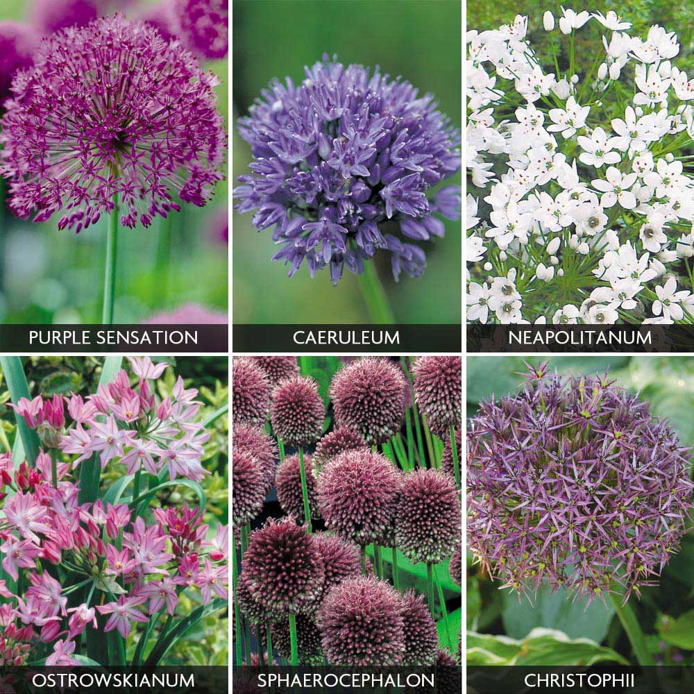 Allium 'Best sellers Collection'