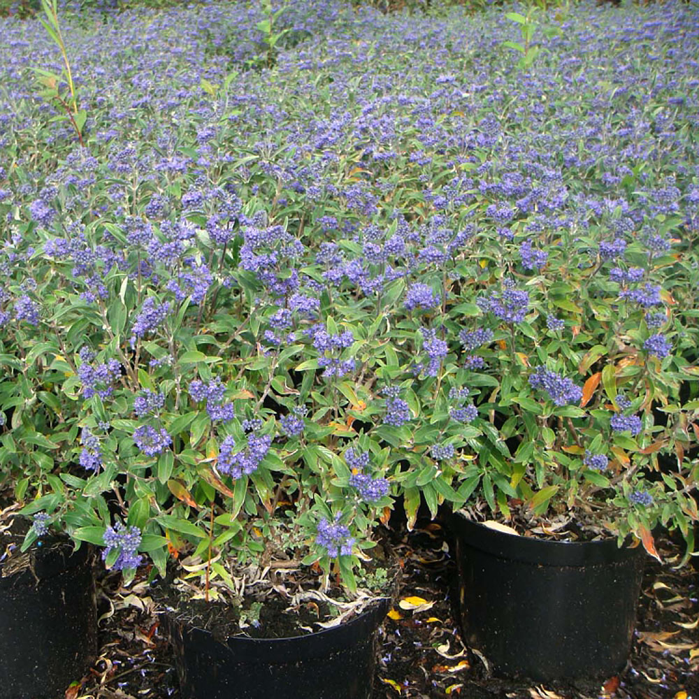 Caryopteris 'Petit Blue'