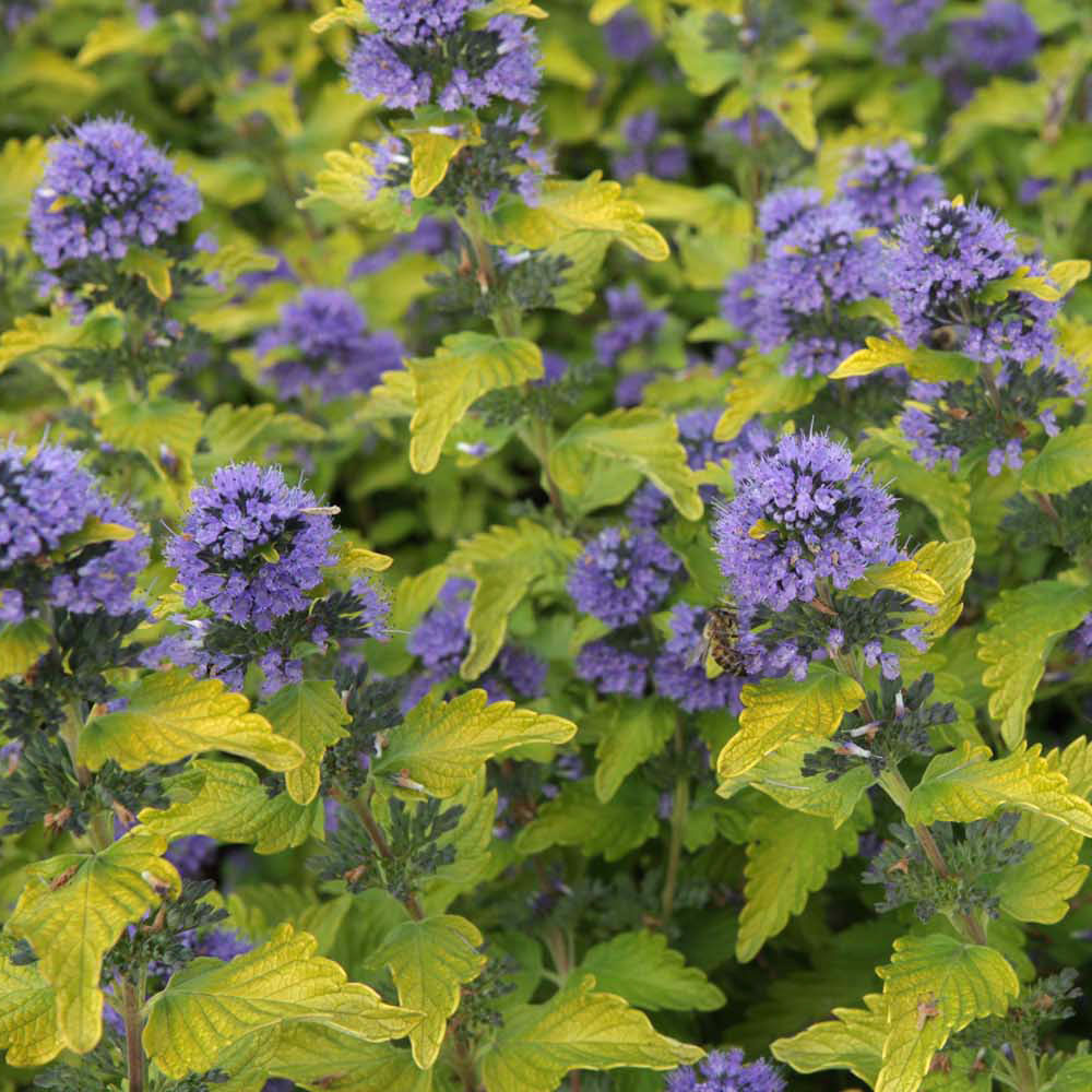 Caryopteris x clandonensis 'Hint of Gold'