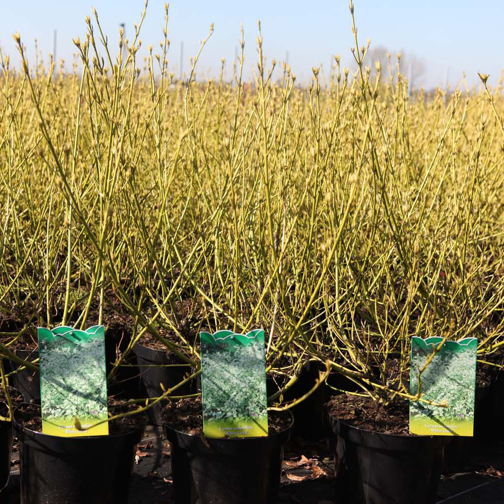 Cornus sericea 'White Gold'