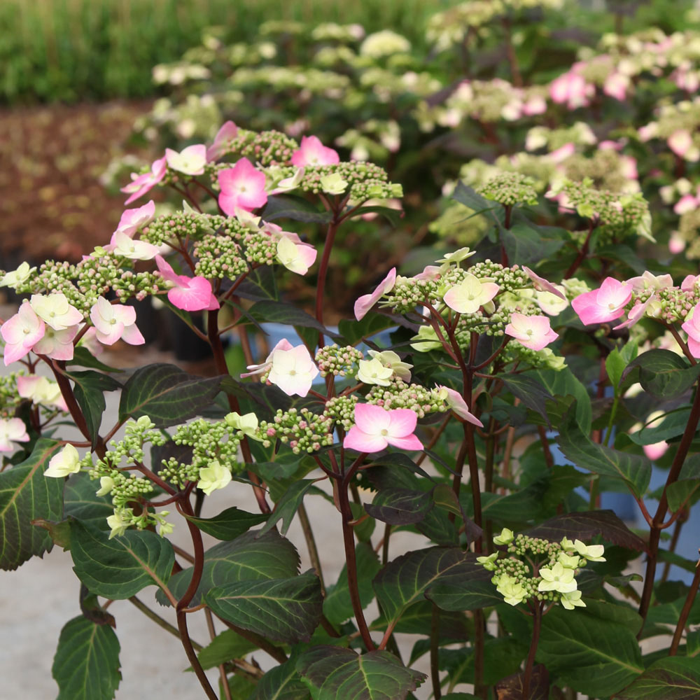 Hydrangea macrophylla 'Endless Summer Twist & Shout'