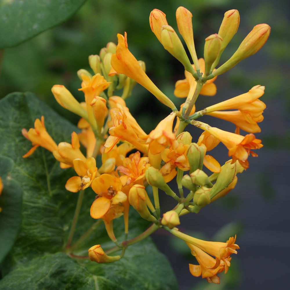 Lonicera 'Golden Trumpet'