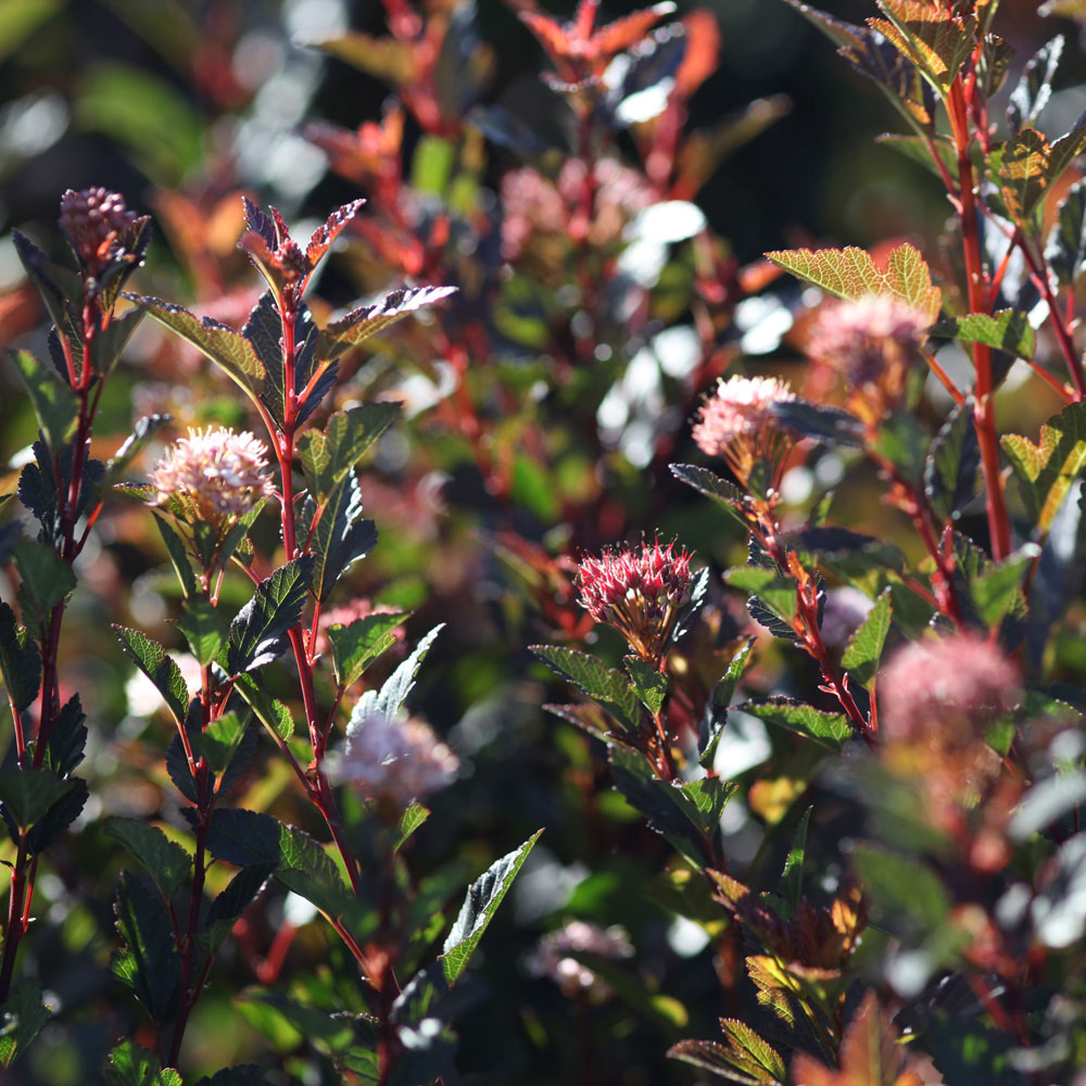 Physocarpus opulifolius 'Little Devil'