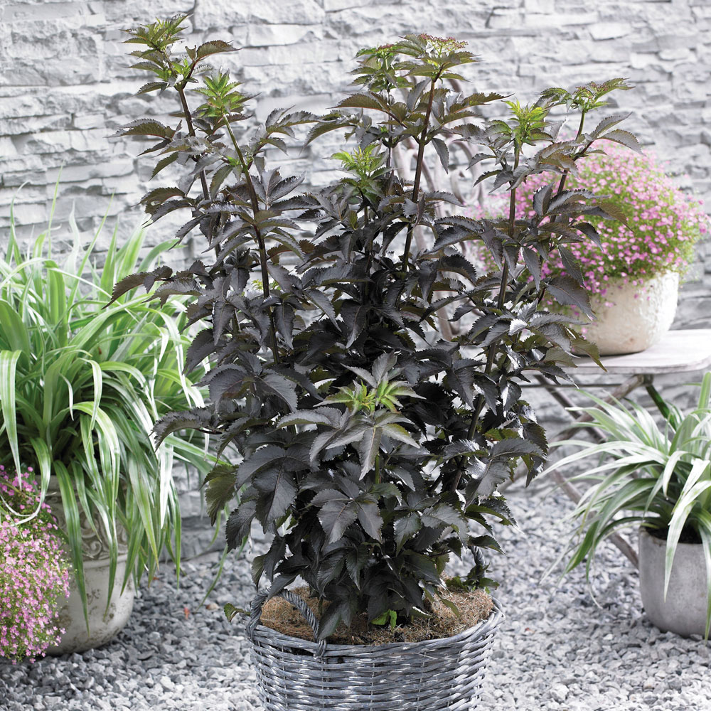 Sambucus nigra f. porphyrophylla 'Black Tower'