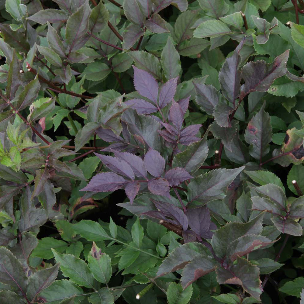 Sambucus nigra f. porphyrophylla 'Thundercloud'