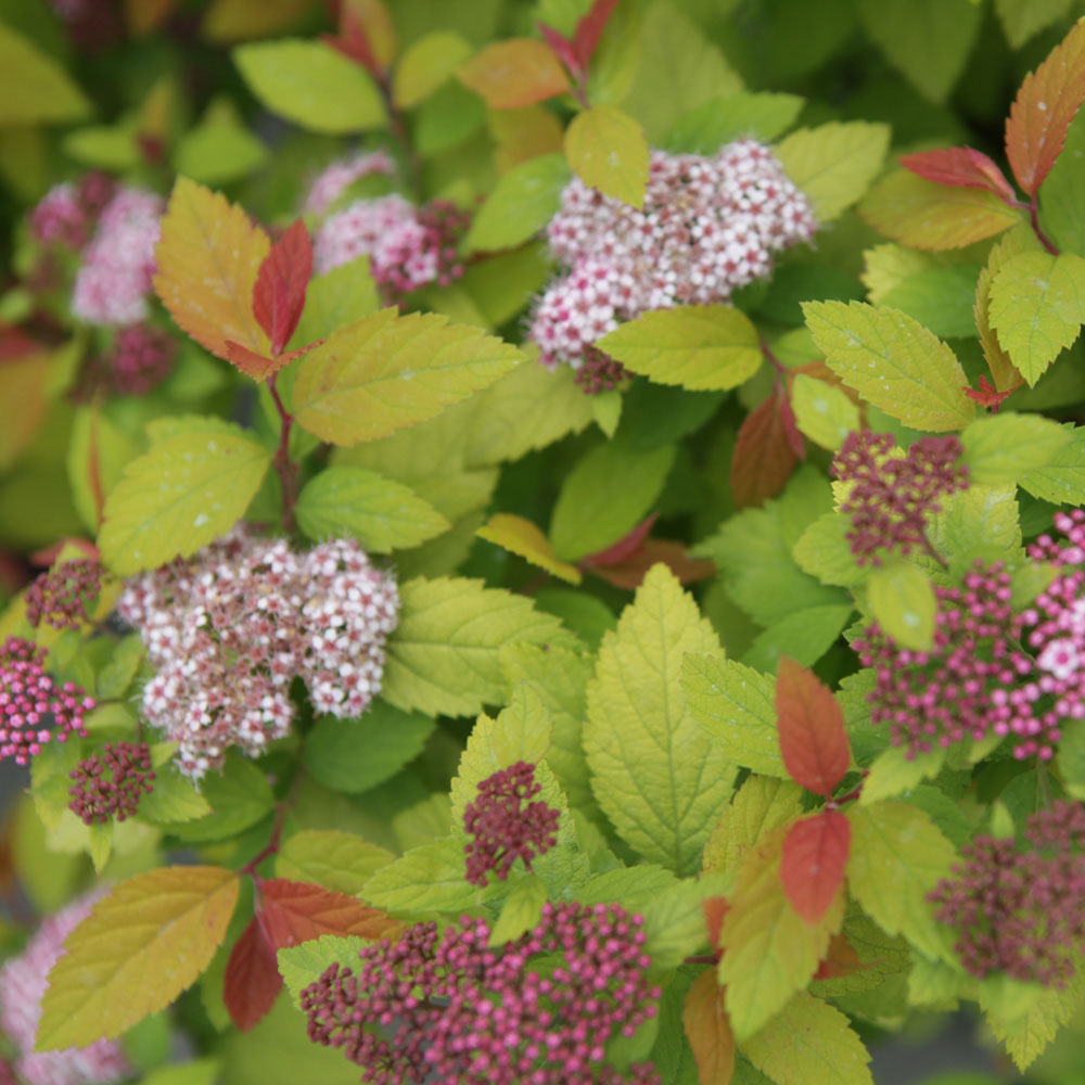 Spiraea japonica 'Double Play Big Bang'