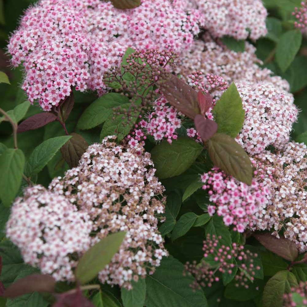 Spiraea japonica 'Green and Gold'