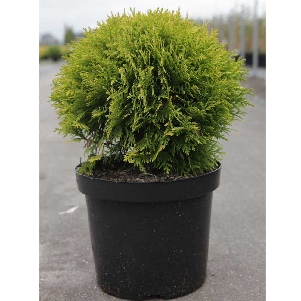 Thuja occidentalis 'Mirjam'