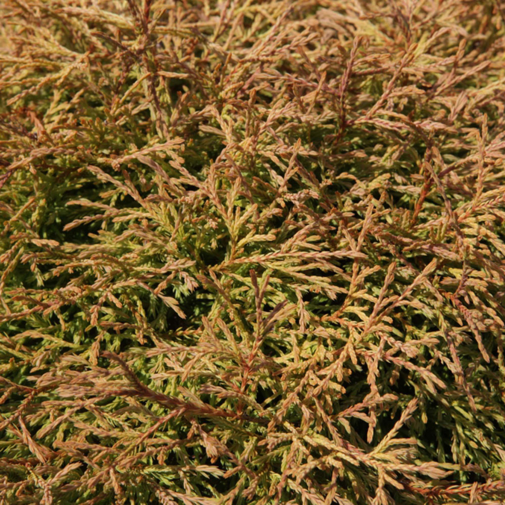 Thuja occidentalis 'Golden Tuffet'