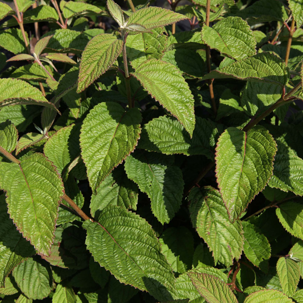 Viburnum plicatum f. tomentosum