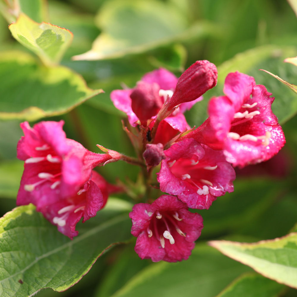 Weigela florida 'Moulin Rouge'