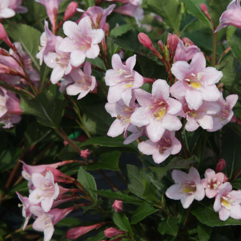 Weigela florida 'Polka'