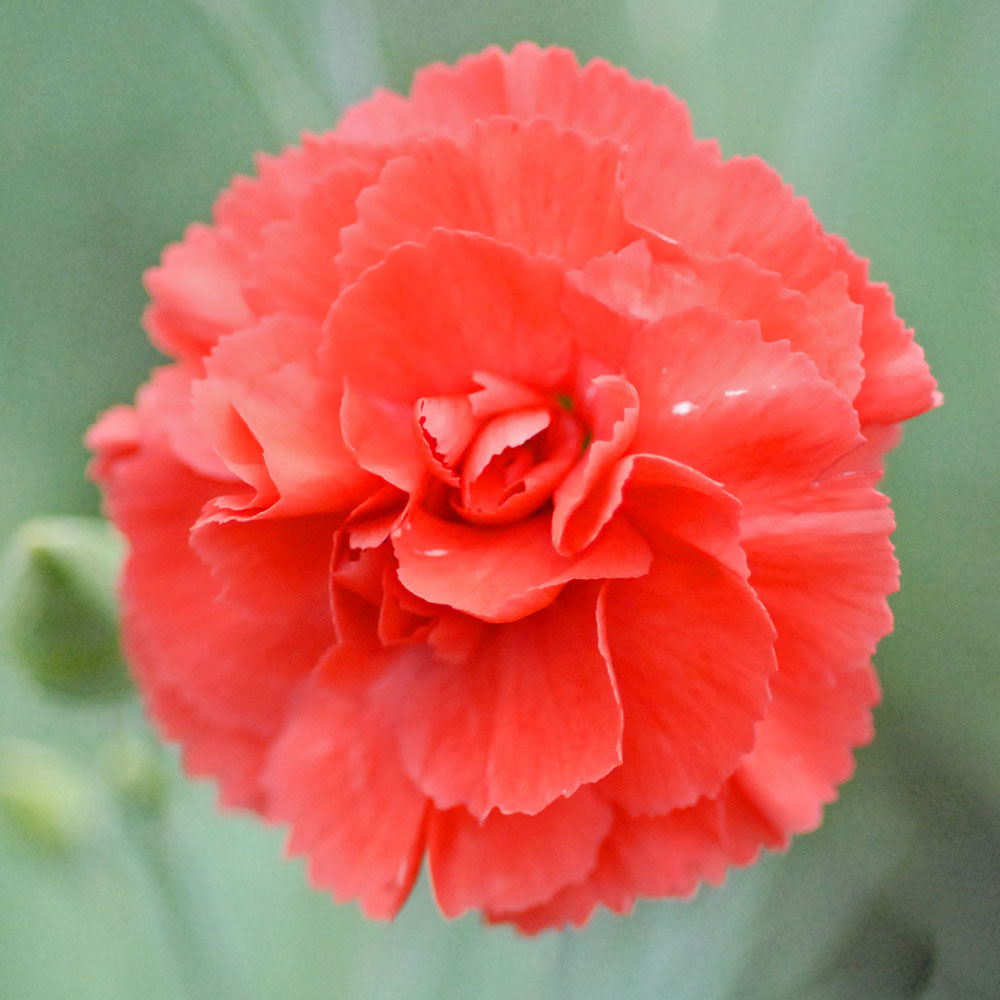 Dianthus 'Diane'