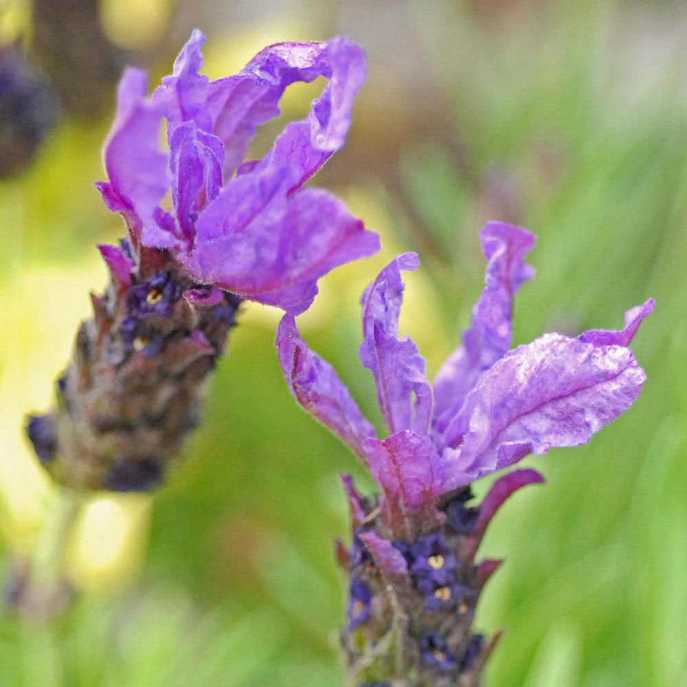 Lavender 'Bluestar'