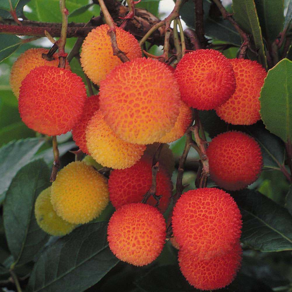 Arbutus unedo