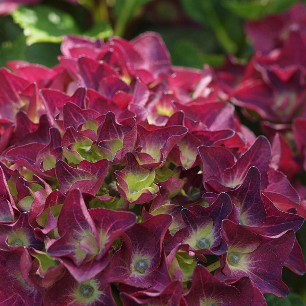 Hydrangea macrophylla 'Ruby Rocks'