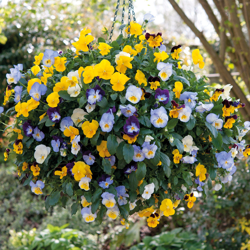 Pansy 'Cool Wave' (Pre&#45;planted Hanging Basket)