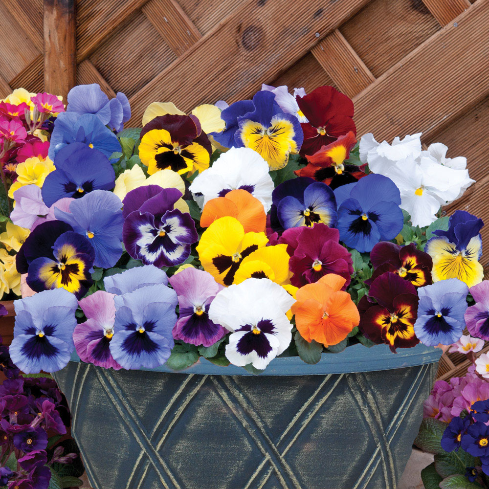 Pansy 'Matrix Mix' (Pre&#45;planted Patio Pot)