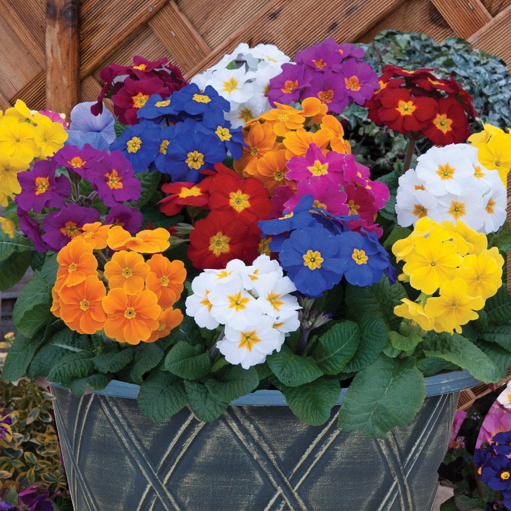 Polyanthus 'Crescendo' (Pre&#45;planted Patio Pot)