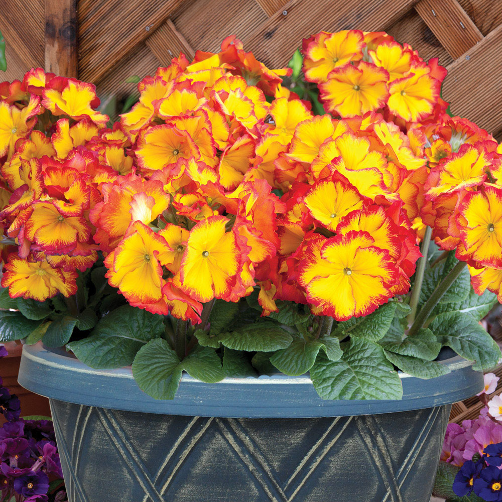 Polyanthus 'Firecracker' (Pre&#45;planted Patio Pot)