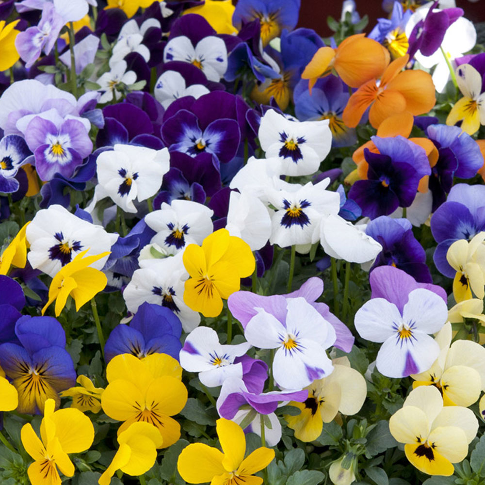 Viola 'Sorbet Mix' (Pre&#45;planted Hanging Basket)